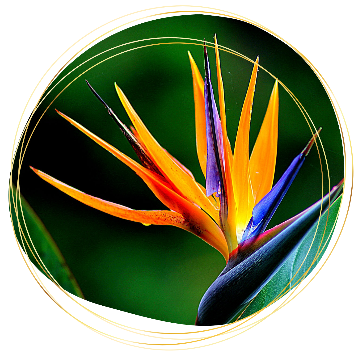 Références kinésiologue 63